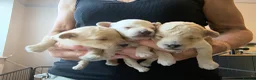 Toy Poodle dogs for sale: KC registered Toy Poodles - Advert 5