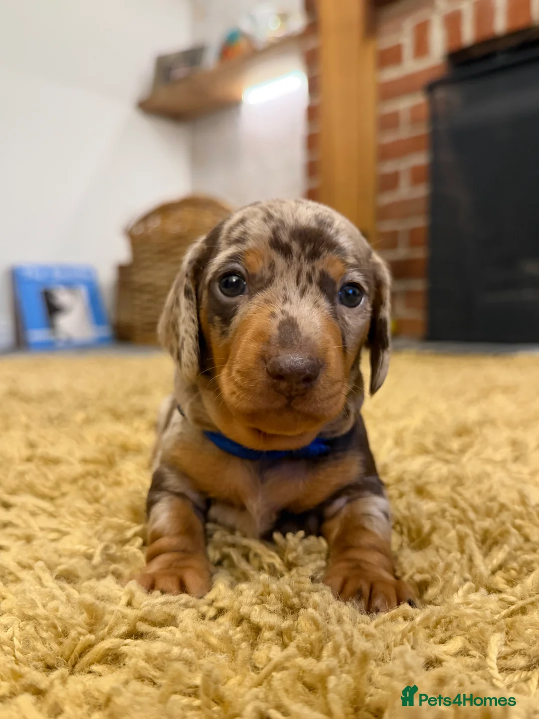 Miniature Dachshund dogs for sale: KC Miniature Dachshund puppies for sale  in Colchester - Advert 8