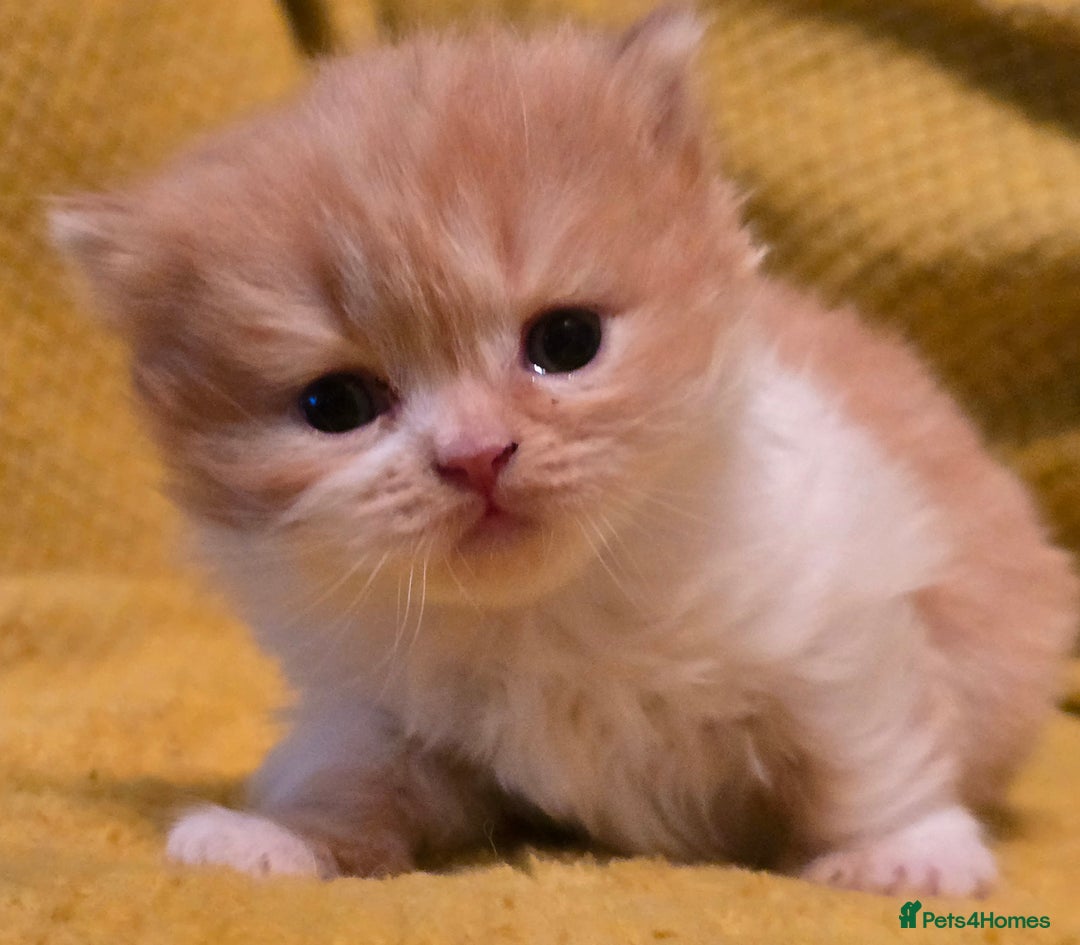 British Shorthair cats for sale: TICA registered British shorthair kittens - Advert 26