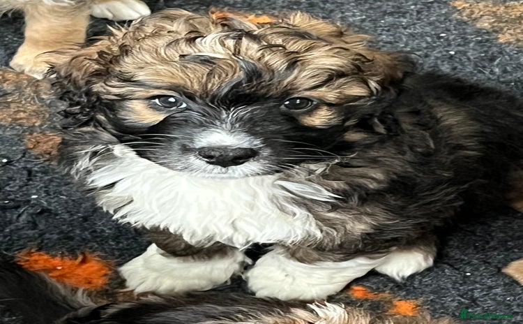Mixed Breed dogs - Advert 1