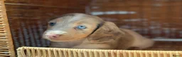 Miniature Dachshund dogs for sale: KC STUNNING COLOURED BLUE EYED SMOOTH & LONG COATS - Advert 17