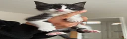 Mixed Breed cats for sale: KITTENS READY SOON in Pulborough - Advert 8