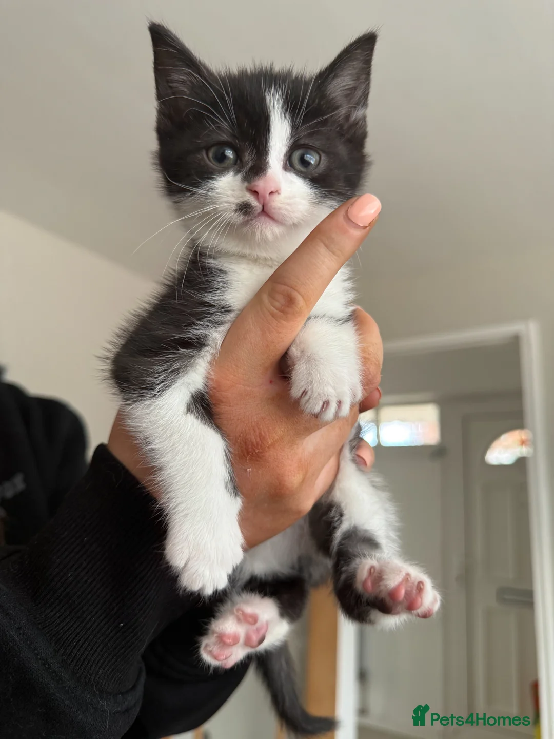 Mixed Breed cats for sale: KITTENS READY SOON in Pulborough - Advert 8