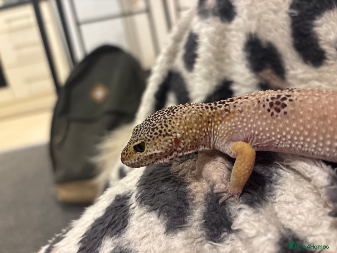 Leopard Gecko reptiles for sale: Normal wild type leopard gecko adult female - Advert 3
