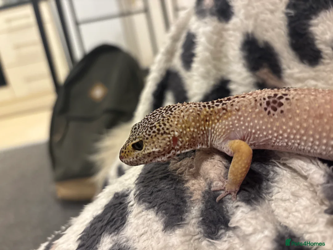 Leopard Gecko reptiles for sale: Normal wild type leopard gecko adult female - Advert 3