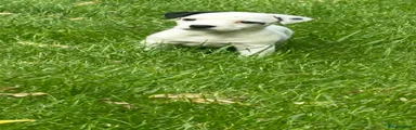 Jack Russell 2