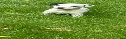 Jack Russell dogs for sale: Traditional jack Russell pups  - Advert 3