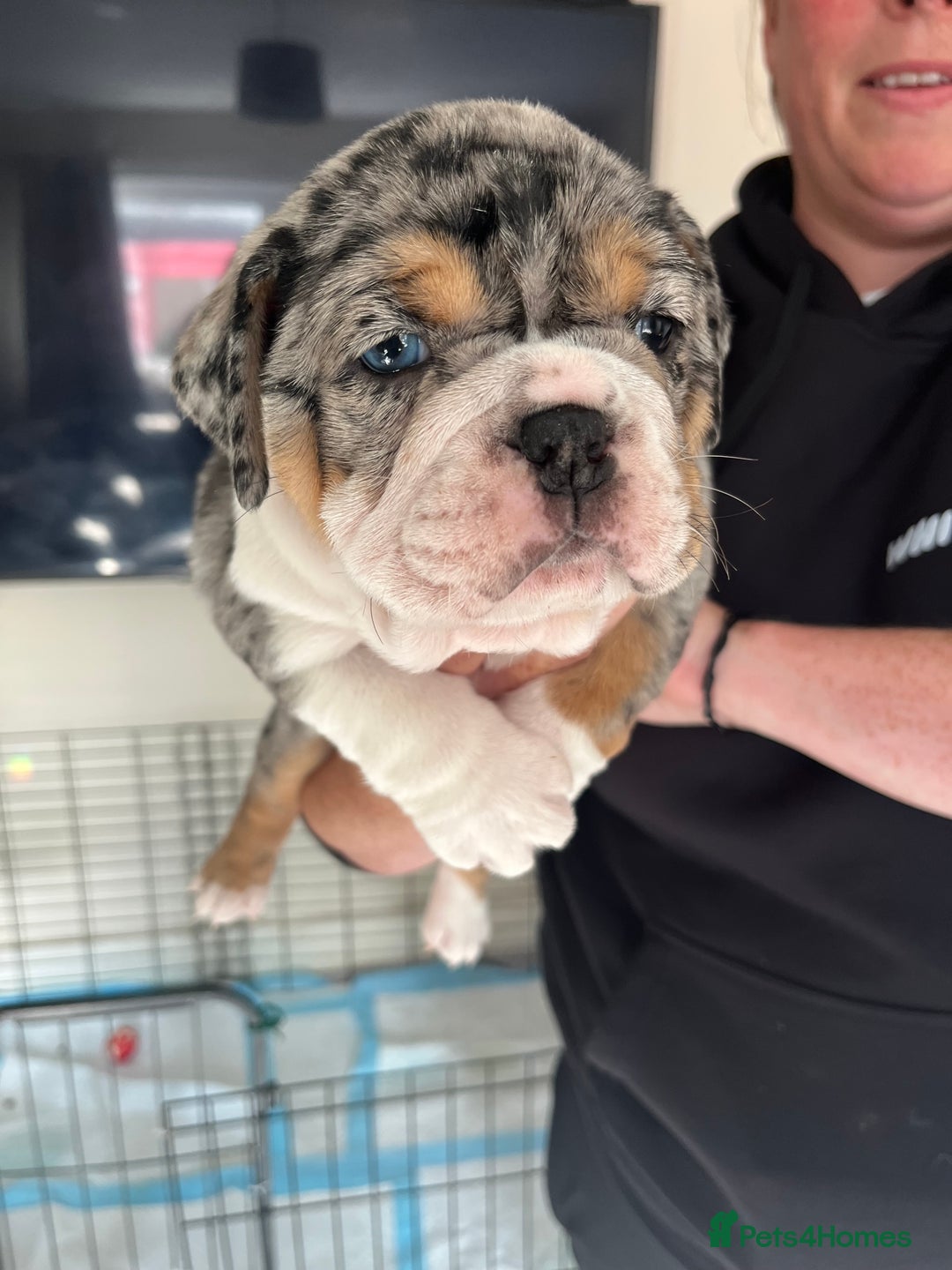 English Bulldog dogs for sale: We have 3 beautiful Bulldog girls  - Image 15