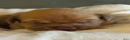 Dogue De Bordeaux dogs for sale: Dogue de Bordeaux  - Advert 7