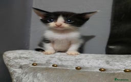 American Shorthair cats for sale: Stunning kittens  - Image 2