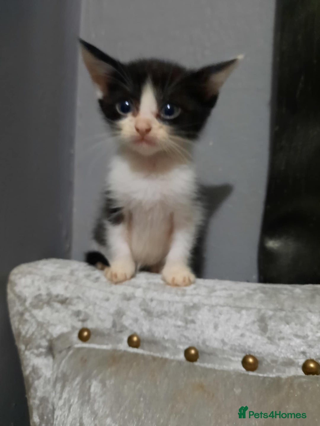 American Shorthair cats for sale: Stunning kittens  - Image 2