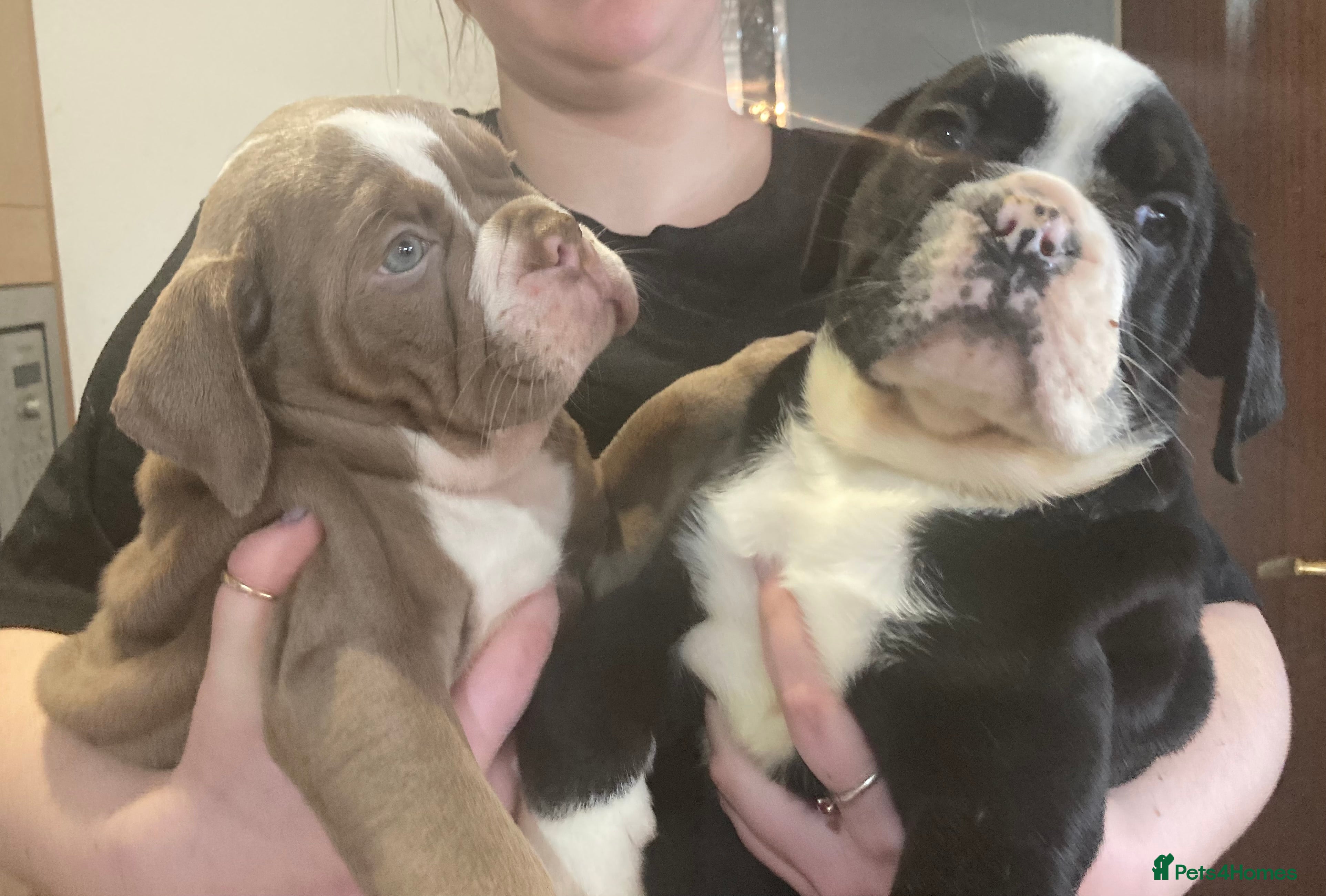 Olde English Bulldogge dogs Old English bulldog puppies 5 BOYS 2 GIRLS - Advert 1