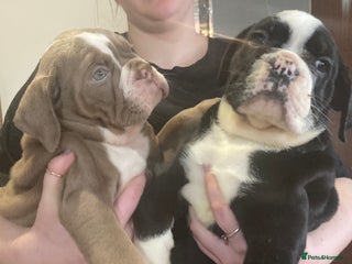 Olde English Bulldogge dogs Old English bulldog puppies 5 BOYS 2 GIRLS - Advert 6