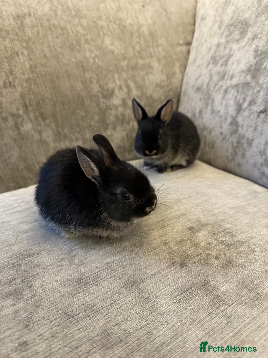 Netherland Dwarf rabbits for sale: Netherland Dwarf Rabbits  - Advert 7