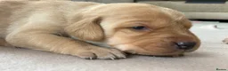 Labrador Retriever dogs for sale: KC Labrador puppies - Advert 11