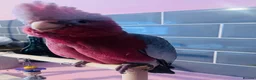 Cockatoo birds for sale: This is Elvis, extremely loving and a lot of fun in Colchester - Advert 11