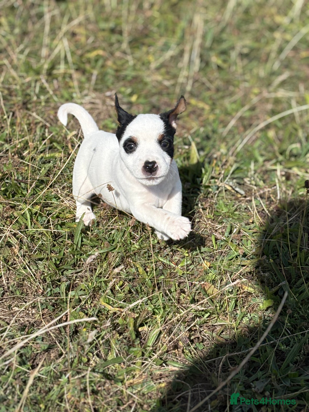 Jack Russell dogs for sale: Jack Russell Dog Puppies - Image 6