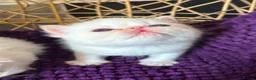 Exotic cats for sale: CHUNKY EXOTICS KITTENS GCCF PARENTS   - Advert 3