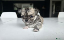 Chihuahua dogs for sale: Beautiful fluffy long haired chihuahuas - Image 25