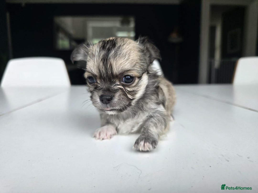 Chihuahua dogs for sale: Beautiful fluffy long haired chihuahuas - Image 25