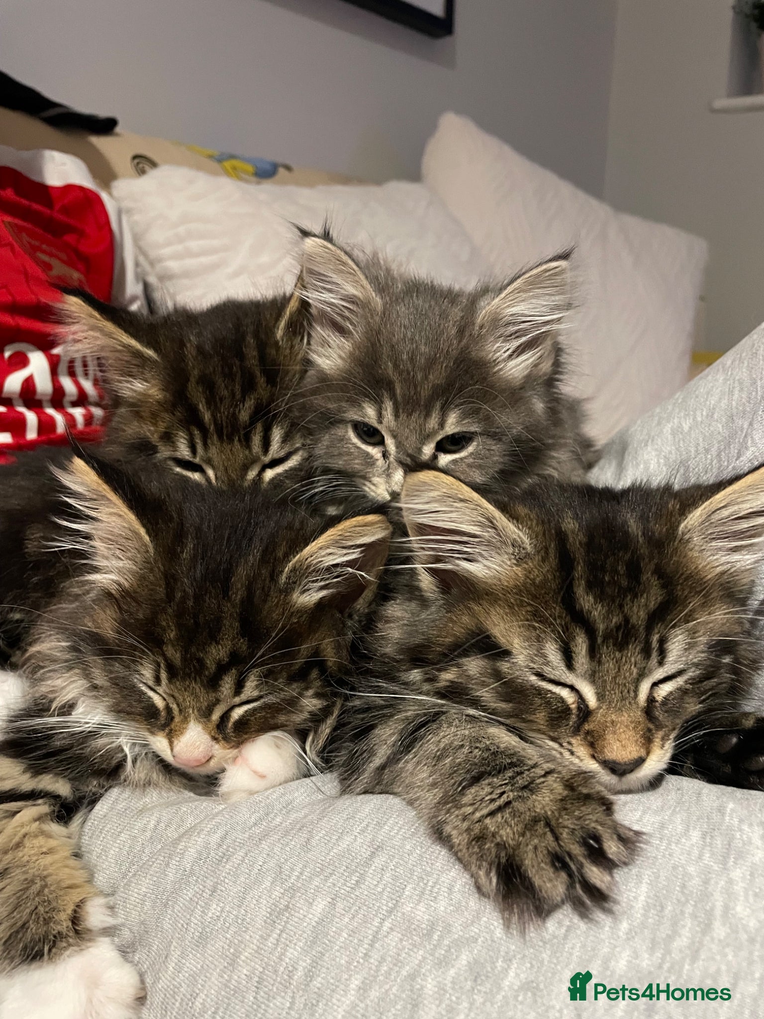 Maine Coon cats 4 Maine Coon kittens -friendly, cuddly, ready may - Advert 9