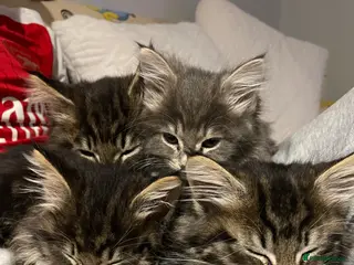 Maine Coon cats 4 Maine Coon kittens -friendly, cuddly, ready may - Advert 9