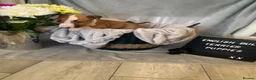 English Bull Terrier dogs for sale: 🐾✨ STUNNING ENGLISH BULL TERRIER PUPPIES ✨🐾 - Advert 5