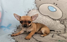 Chihuahua dogs for sale: Fully vaccinated extra mini Chihuahua puppies - Image 2