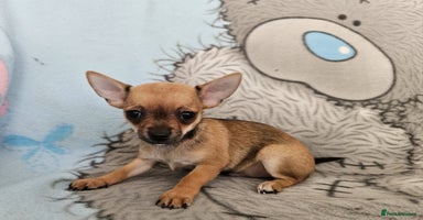 Chihuahua dogs - Advert 11