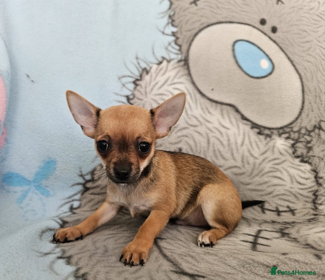 Chihuahua dogs for sale: Fully vaccinated extra mini Chihuahua puppies - Image 2