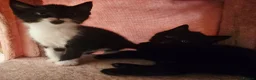 Mixed Breed cats for sale: 3 x female kittens in Hull - Advert 8