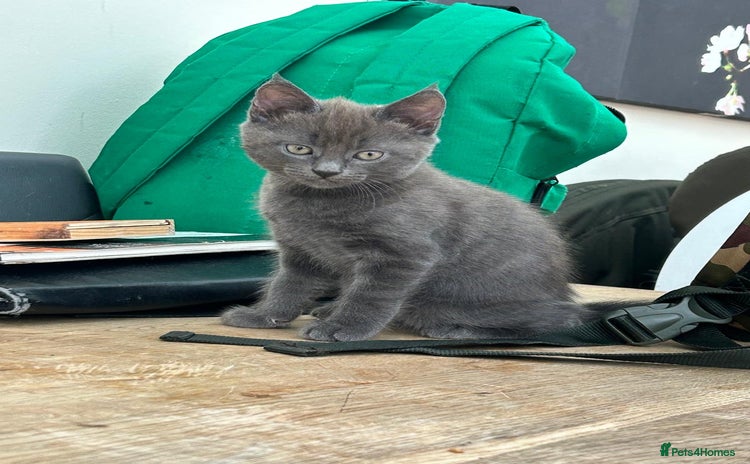 Mixed Breed cats - Advert 2