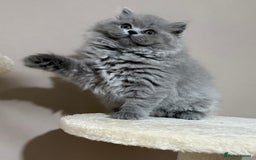 British Shorthair cats for sale: 🩷COMING SOON BUSHTAIL BABIES💙 - Image 16