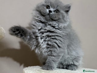 British Shorthair cats - Advert 12