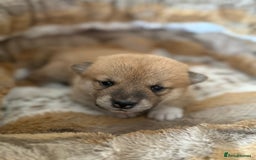 Japanese Shiba Inu dogs for sale: 🧡🦊 Beautiful K.C Shiba Inu Puppies Ready Soon - Image 14