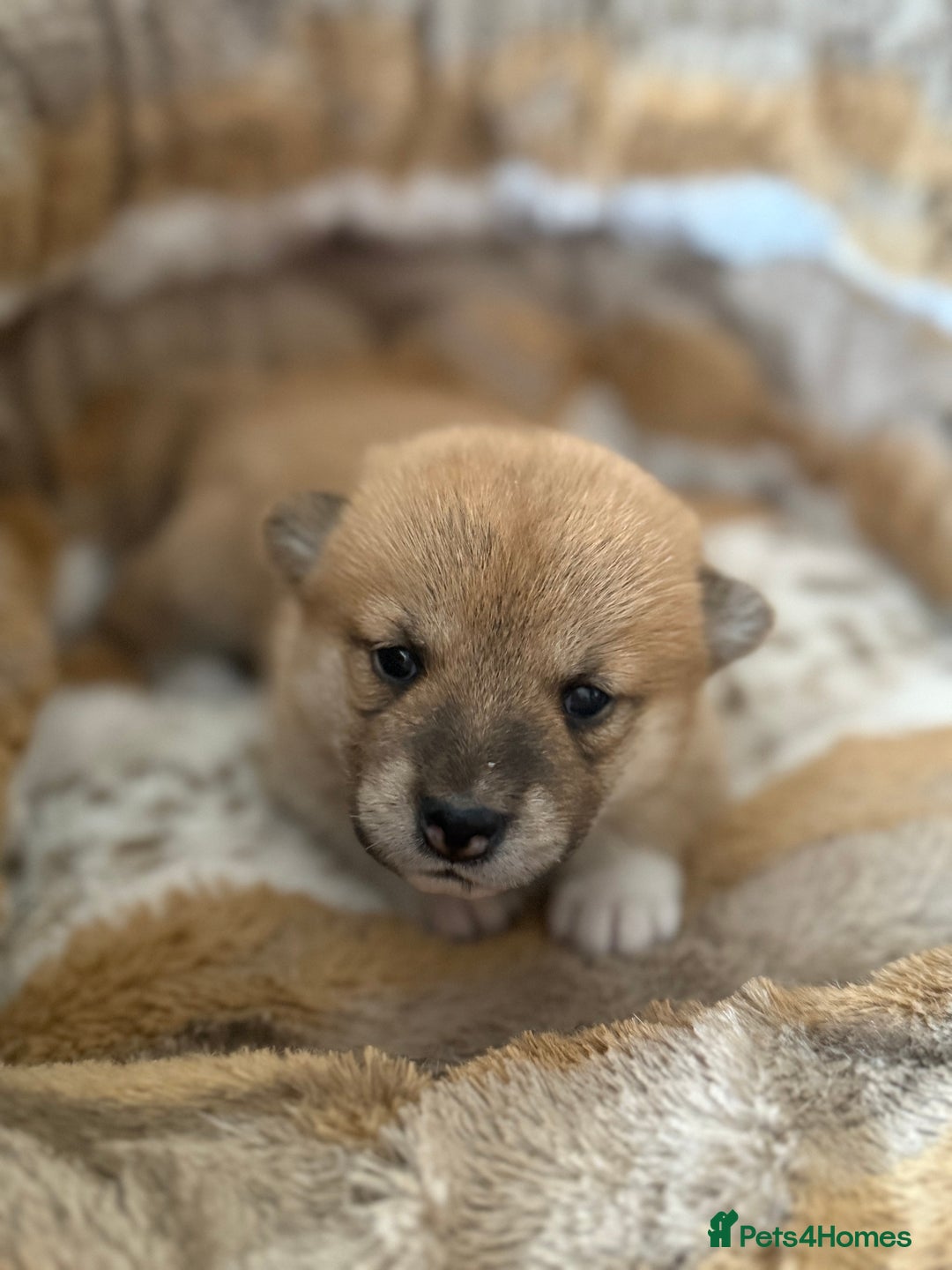 Japanese Shiba Inu dogs for sale: 🧡🦊 Beautiful K.C Shiba Inu Puppies Ready Soon - Image 14