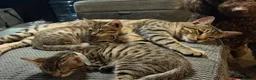 Bengal cats for sale: Bengal 75% maincoon 25% male  - Advert 7