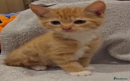 Mixed Breed cats for sale: 🐾 Gorgeous Fluffy Kittens for Loving Homes 🐾 - Image 2