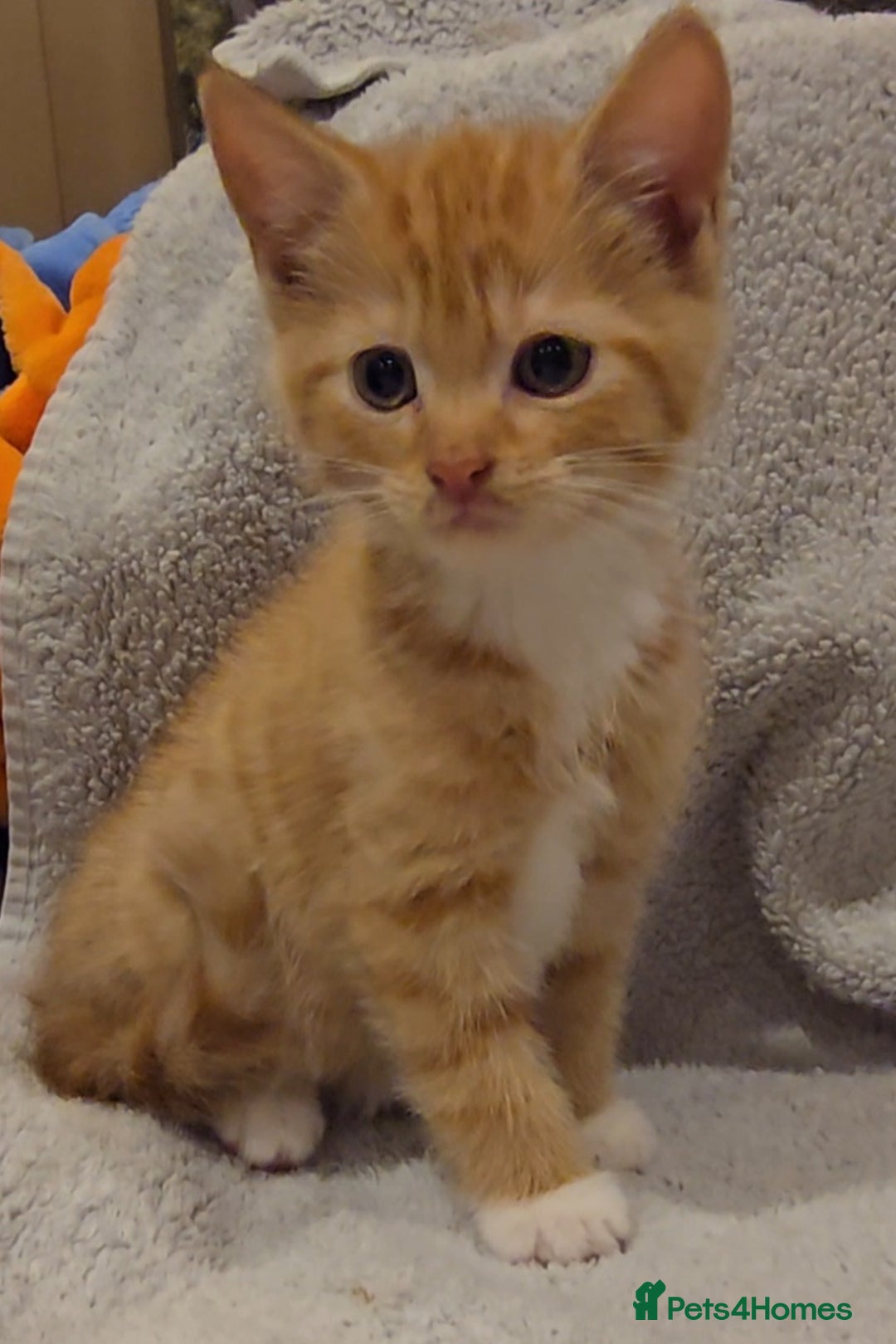 Mixed Breed cats for sale: 🐾 Gorgeous Fluffy Kittens for Loving Homes 🐾 - Image 2
