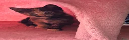 Siamese cats for sale: Siamese x maincoon - Advert 5