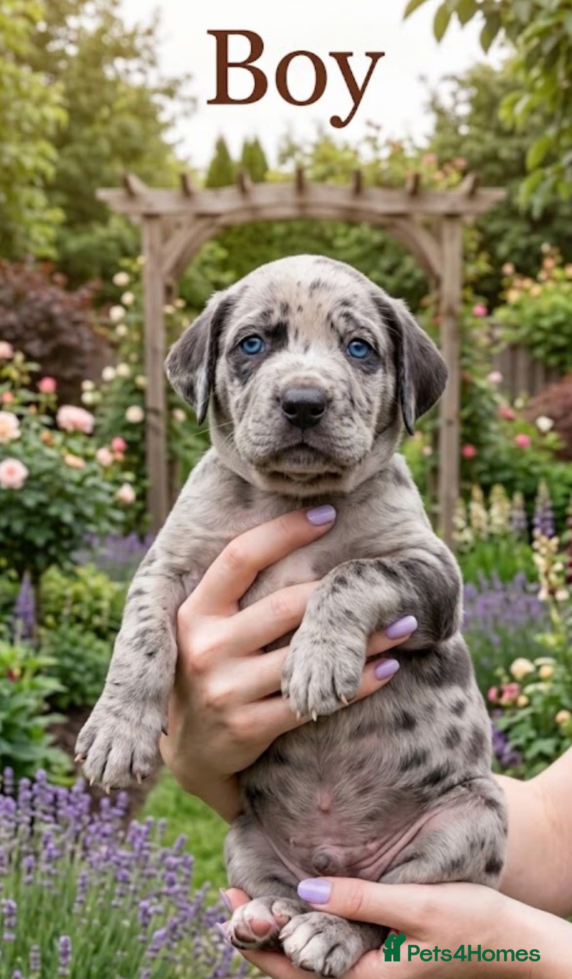 Cane Corso dogs Stunning Cane Corso Puppies for Sale - Advert 1