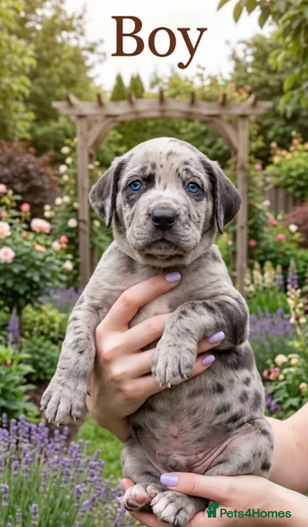 Cane Corso dogs for sale: Stunning Cane Corso Puppies for Sale - Advert 1