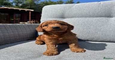 Cockapoo dogs - Advert 8