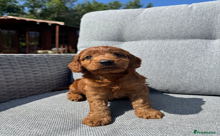 Cockapoo dogs - Advert 7