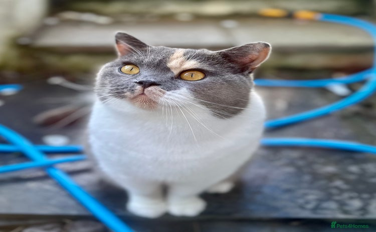 British Shorthair cats - Advert 15