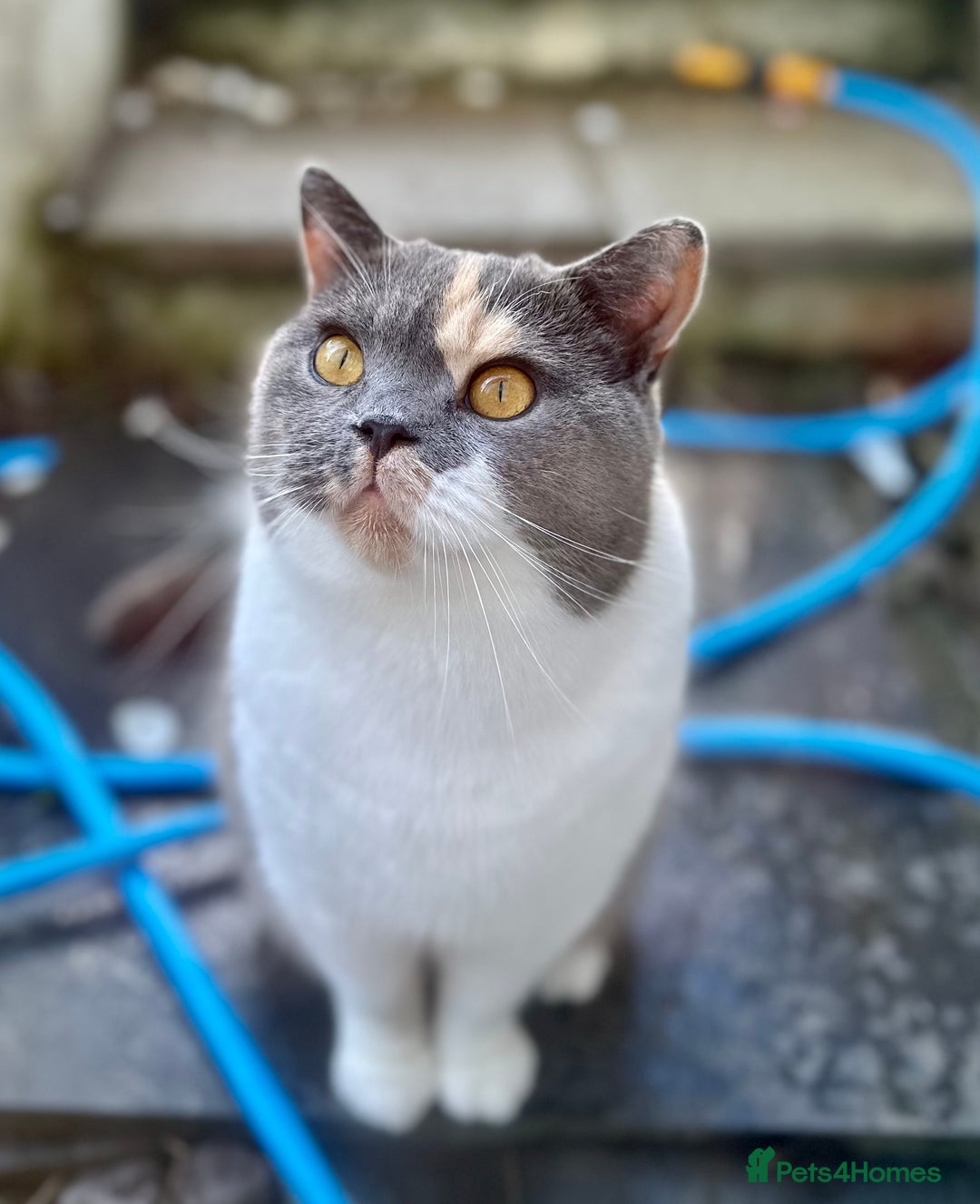 British Shorthair cats for sale: Beautiful ex-breeding British Shorthair - Image 1