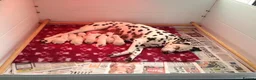 Dalmatian dogs for sale: Exceptional Dalmatian Puppies.  - Advert 11