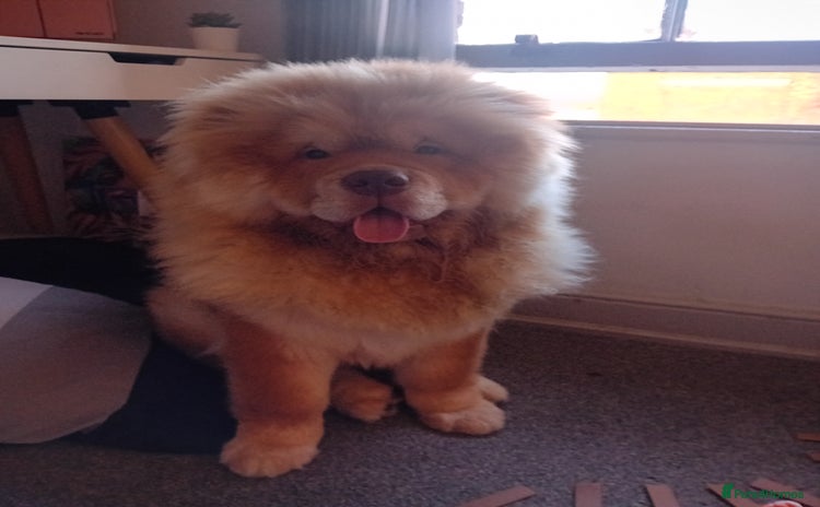 Chow Chow dogs - Advert 2