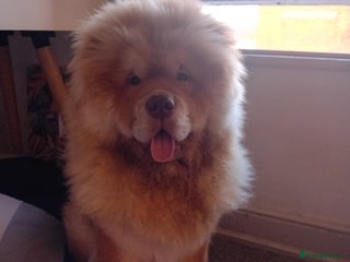 Chow Chow dogs - Advert 13