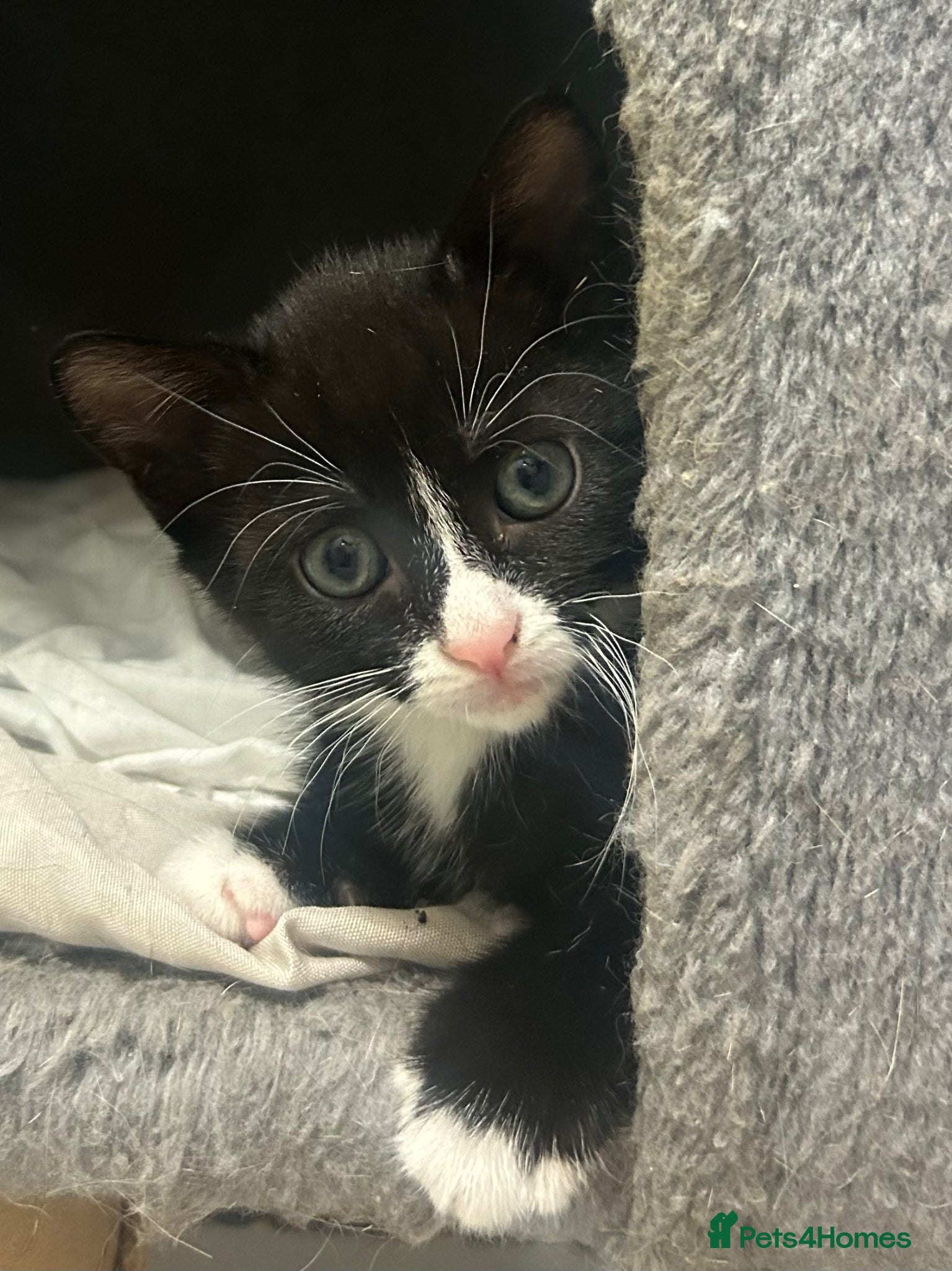 Mixed Breed cats Last of litter ready now  - Advert 1